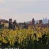 Nella campagna toscana: i borghi medievali di Certaldo Alto (FI) e San Gimignano (SI) ITALIA 