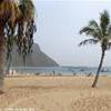 Palme nella spiaggia di Las Teresitas, a Nord di Tenerife SPAGNA 