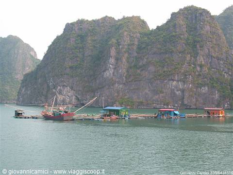 Baia di Halong-case galleggianti dei pescatori