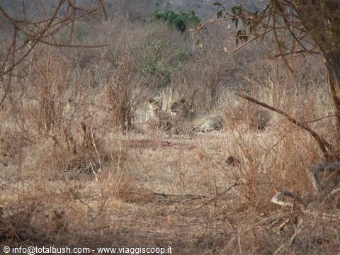 LEONI TSAVO EAST