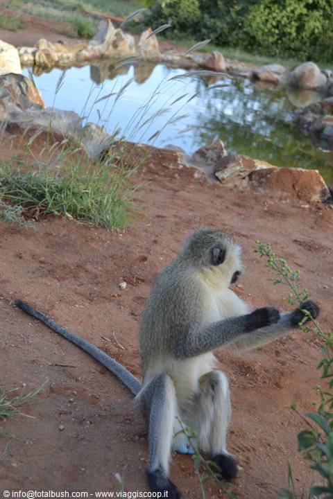 CERCOPITECO ALLO TSAVO MASHARIKI CAMP