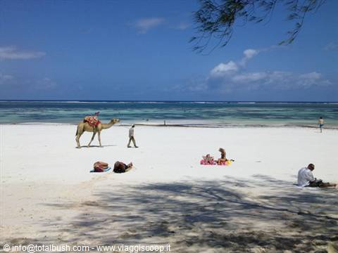 DIANI