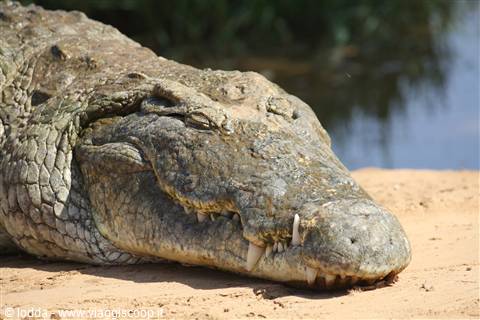 coccodrillo al Parco Tsavo East