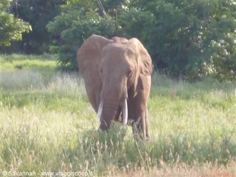 Elefante