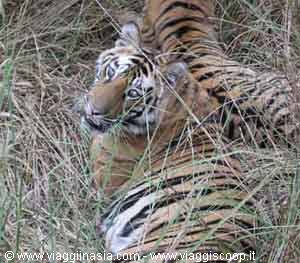 la tigre
