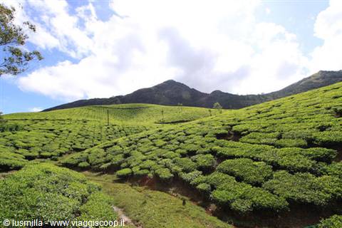 Piantagioni di té a Munnar