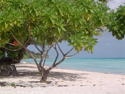 spiaggia selvaggia