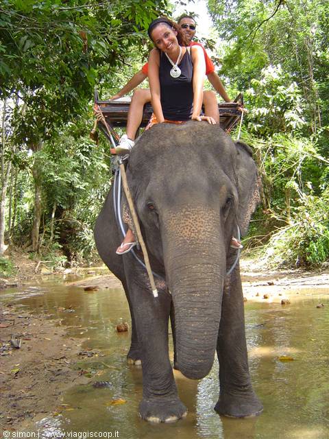 Elephant trekking