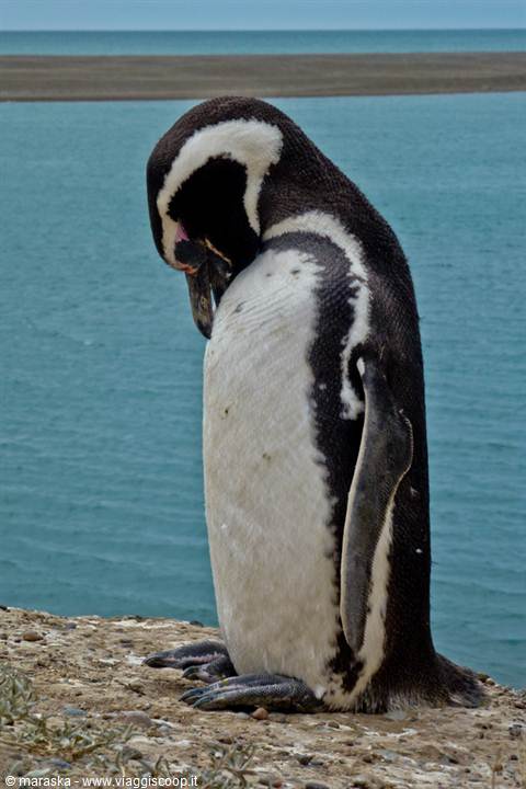 Pinguino, Patagonia