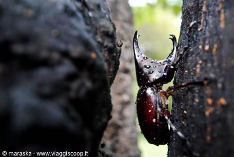 Scarabeo rinoceronte, Cambogia