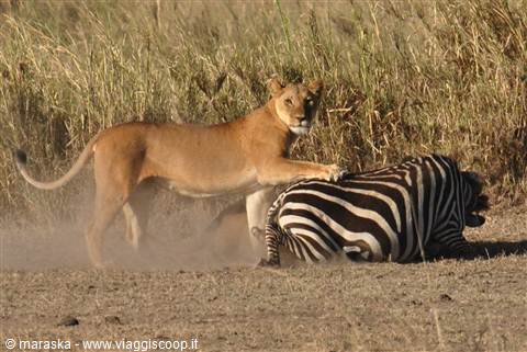 Leone e Zebra, Tanzania