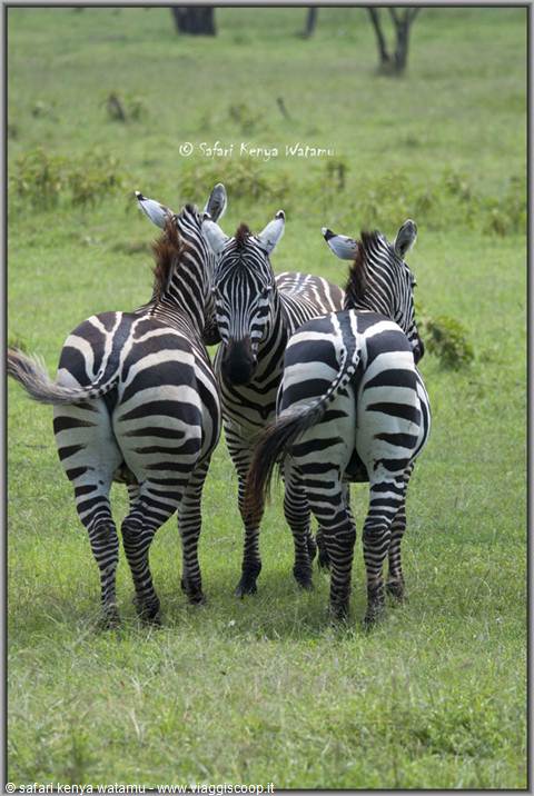 Zebre al Lake Nakuru