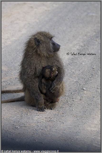 Babbuino con Cucciolo
