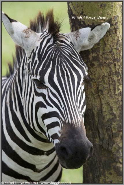 Zebra