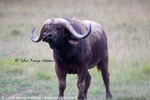 Bufalo