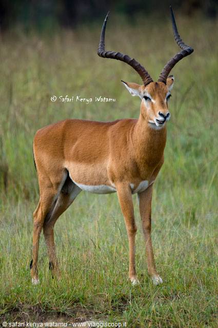 Antilope