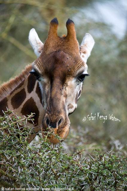 Giraffa