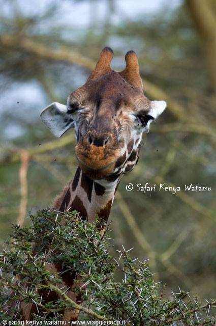 Giraffa