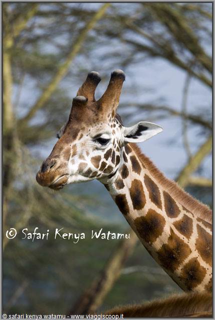 Giraffa maasai