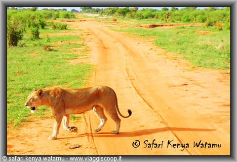 Leonessa allo Tsavo