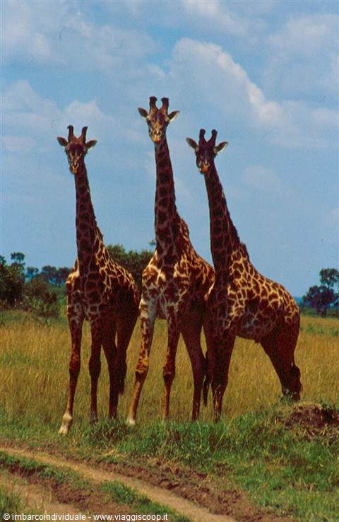 SAFARI - Imbarcoindividuale.com