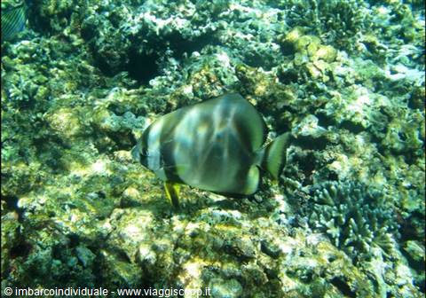 Crociera alle Seychelles -Catamaranocaraibi.com