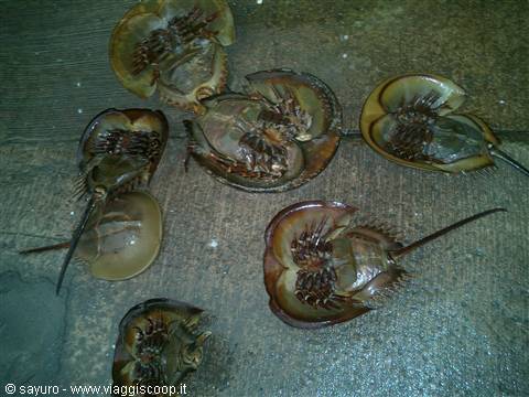Aliens or seafood?