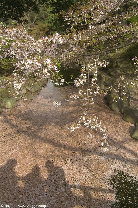 Cherry Blossom in Nara