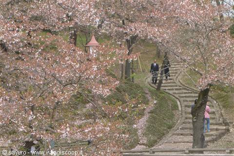 cherry blossom