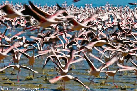 lake bogoria