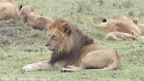 lion masai mara