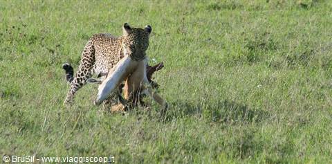 leopardo con preda
