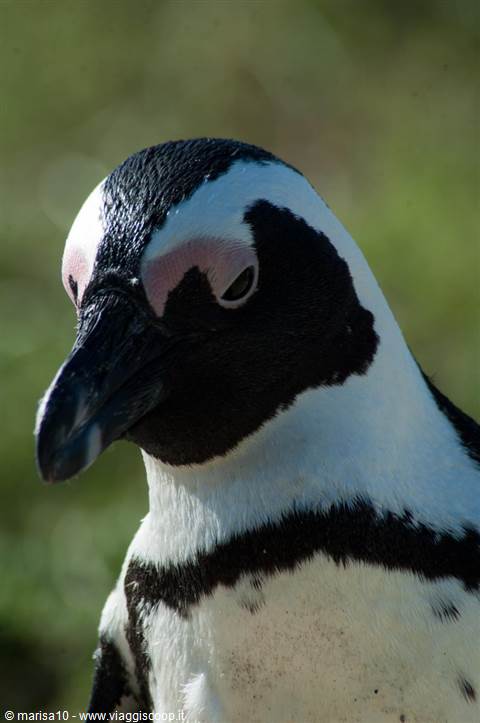 PINGUINI A CAPE TOWN