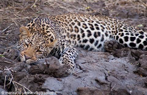 LEOPARDO IN RISERVA VICINO KRUGER