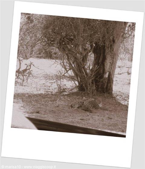 LEOPARDO E CUCCIOLO AL CHOBE