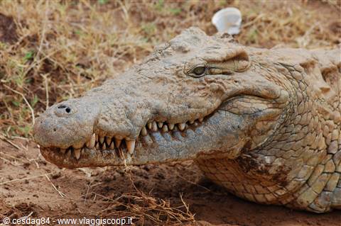 Coccodrillo - Tsavo Est