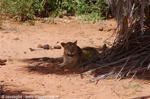Leonessa - Tsavo Est