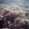 barriera corallina AUSTRALIA 