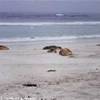 foche AUSTRALIA 