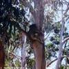 koala AUSTRALIA 