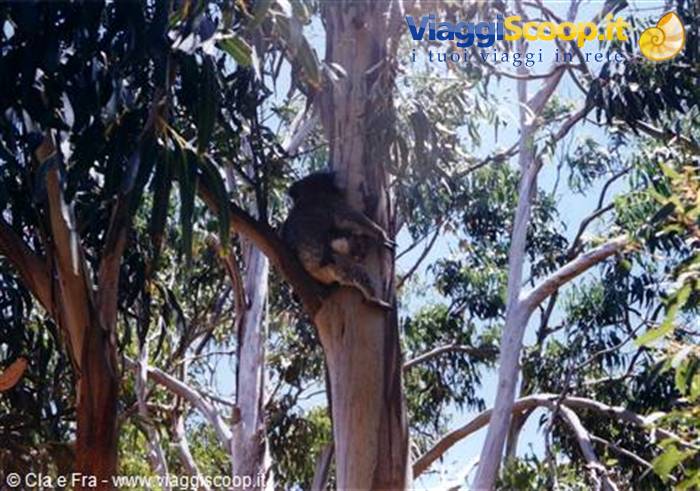 koala