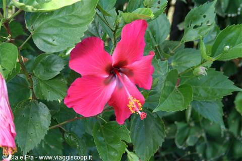 fiore