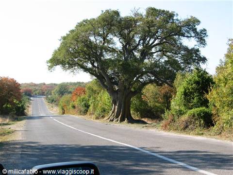 albero più vecchio dell'isola