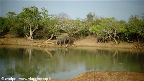 Safari a Yala