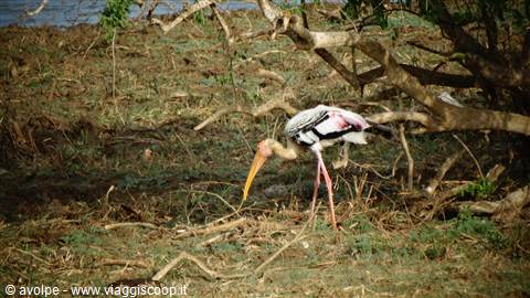 Safari a Yala