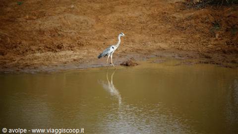 Safari a Yala