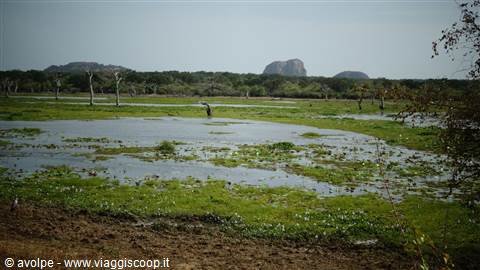 Safari a Yala