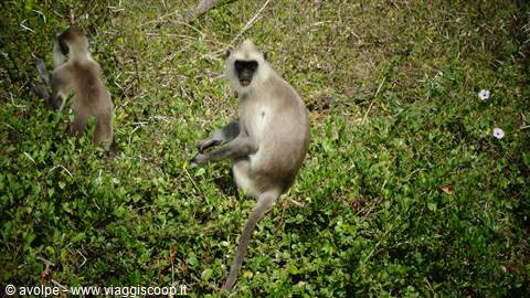 Safari a Yala