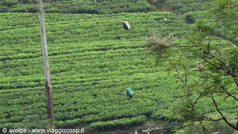 Al lavoro nelle piantagioni.