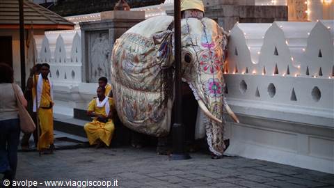 Kandy, Perahera